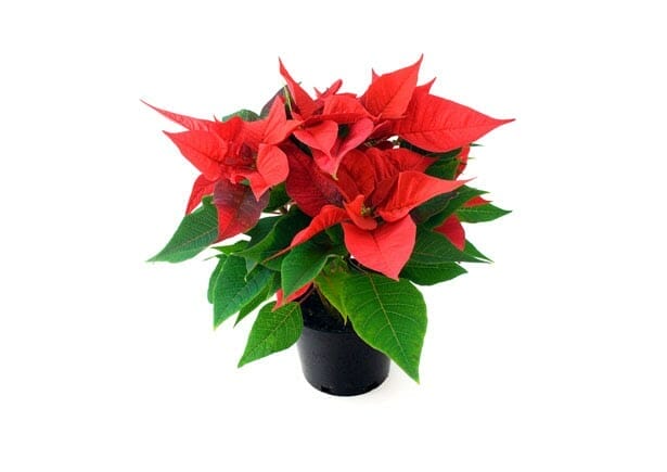 Best Flowers to Gift on Christmas Day 9 Best Flowers to Gift on Christmas Day 1