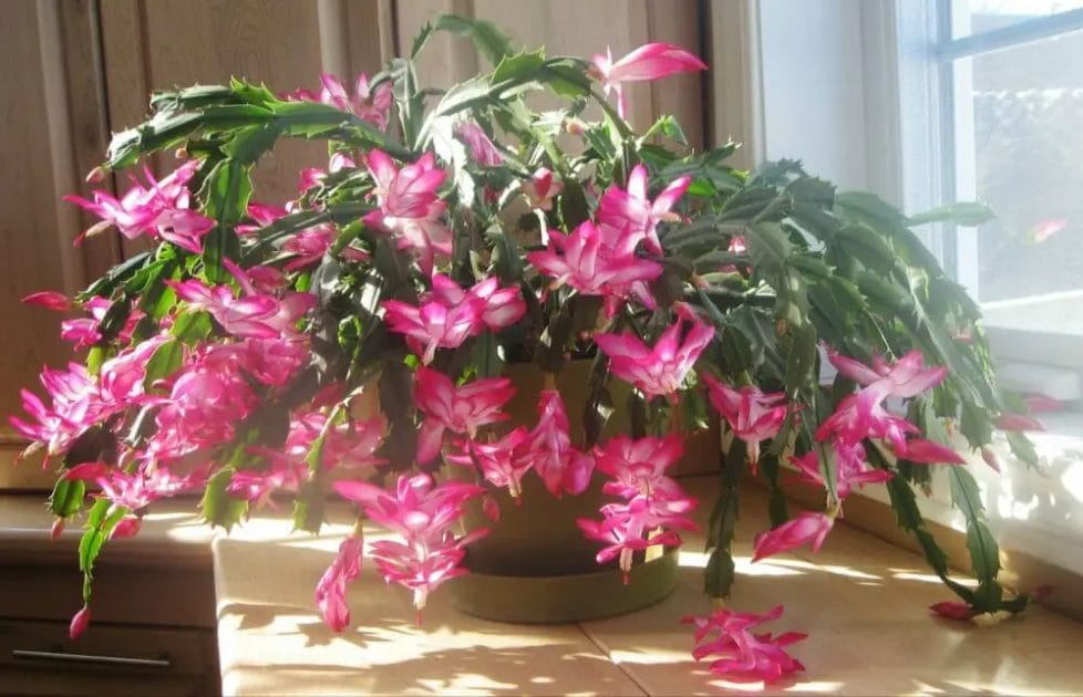 Best Flowers to Gift on Christmas Day 12 Best Flowers to Gift on Christmas Day 2
